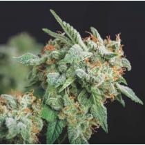 Northern Lights x Runtz (x5)
